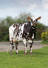 Ilière (Bainville), mère de MANEVILLE