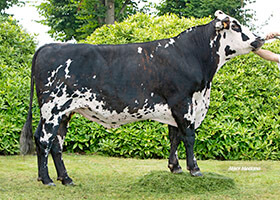 PHILEAS (Mephisto x Gemayel)