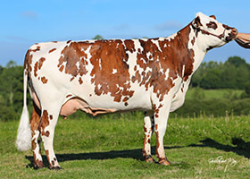 NIDGI (Ibernatus), mère de PRODIDGI, chez M. Jean-Michel Jehan (22)