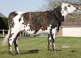 SHREK (Ouijoli x Mozahic)