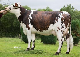 GRACIEUSE (BANZAI), mère de LANDAIS