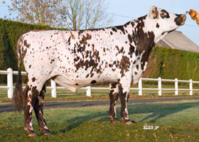 Novice (Fuseos Isy x Saintyorre)