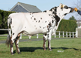 SARABIA (Opium x Jibraltar)
