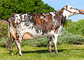 Morphologie (Jibraltar), mère de SARABIA