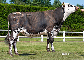 Omaya (Mephisto x Galantboy)