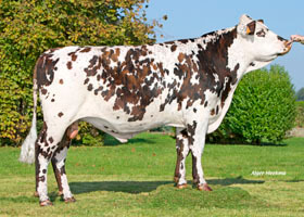 NELIO (Jasmin x Fuseos Isy)