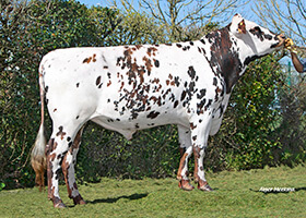 OMISSION (Mephisto x Ivanhoe)