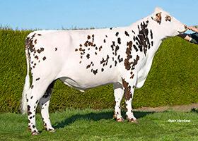 ROINSY (Ionys x Infinity)