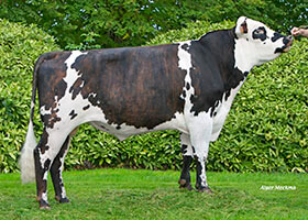 Mokka (Inferno x Fornells)