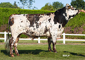 Oroi (Fuseos Isy x Ibernatus)