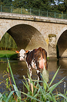 Rennes (Ouijoli), mère de UTAZAY