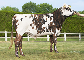 SOLFERINO (Oltraford x Jesse PC)