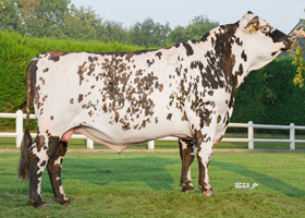 TINOROSSI (Opium x Jibraltar)