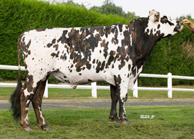 TAROYAL (Paluel x Jesse PC)