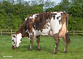 Nervure (Jesse PC), mère de TAROYAL