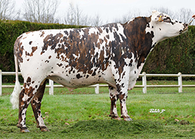 Paluel (Milko), père de TAROYAL