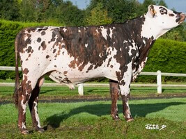 GENERAL (Uperise x Parapet)