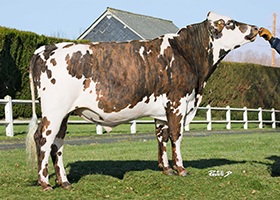 SEGALA (Orfevre x Eolonne)