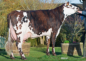 Fleur (Uperise), gmm de SEGALA