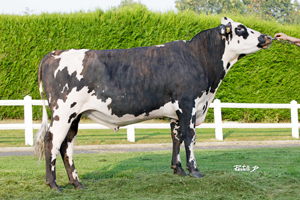 TDUCOCHET (Pirate x Mille DT)