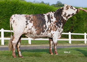 TRIUMPH (Pondichery x Marvel)
