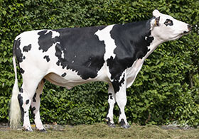 Orno (Latacan x Eolonne)