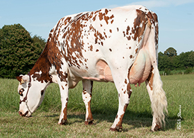 Cydonie (Royal Holl), agmm de TONI DT, SULLY DT & SACREBLEU