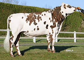 SEAGAL (Orfevre x Labyrinthe)