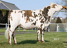 SMILEY (Ouijoli x Fuseos Isy)