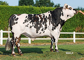 OCASSE (Lepanto x General)