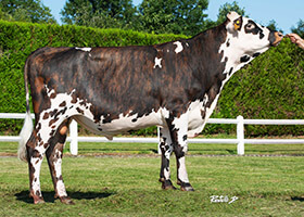 ORELIO (Mephisto x Impie)