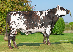 Mephisto (Eolonne)