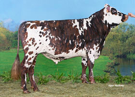 MEPHISTO (Eolonne x Gaston)