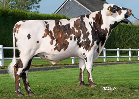 MONZA (Iffondor x Atome)