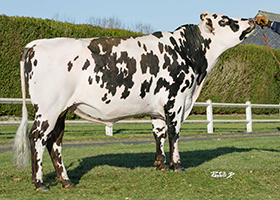 RAJAH (Nagua x Hancara)