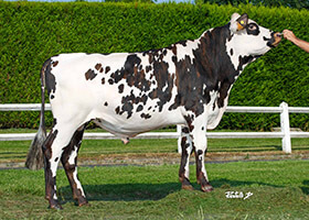 RIVALDI ( Jesse PC x Loco)