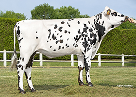 SACRAL (Ostendal x Element)