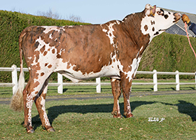 RACKAM MM (Haliba Isy x Loky)