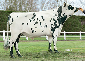 NOVAK (Jolfover x Atome)