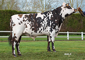 NIP (Fostrenen x Galhileo)