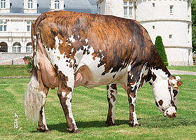 JULIENNE (Galhileo), mère de NIP