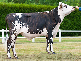 IONYS (Noisy x Ucany)