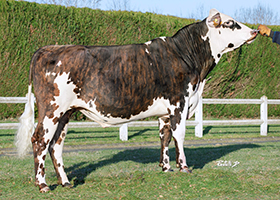 SEMPE (Osiris x Milko)