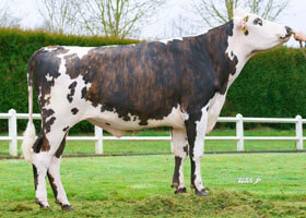HASCA (Atome x Ulozon)