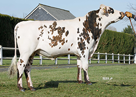 SOTCHI (Licorice x Mercredi)