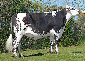 PIRATE (Hanse x GameOver)