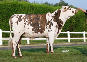TROPICO (Pauillac x Jibraltar)