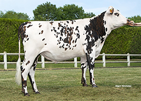 SURICATE (Nestar GH x Lesko)