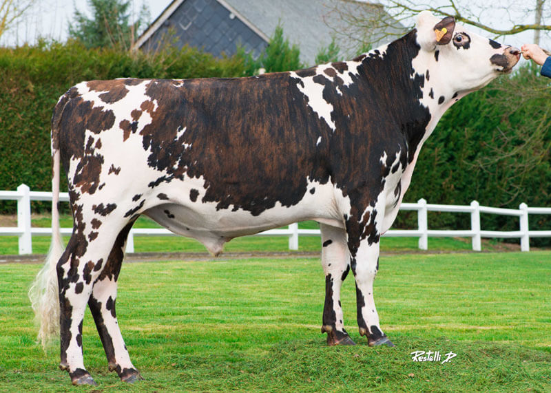Jarod (Humuss Isy), taureau de race normande