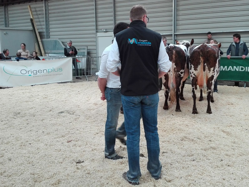 2 vaches normandes, le juge et un responsable d'Origen Normande sur le ring de Lisieux